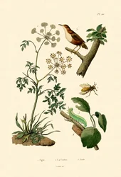 Cicuta