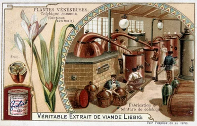 Piante velenose: colchico comune e fabbricazione della tintura di colchico - cromolitografia Liébig, fine XIX secolo