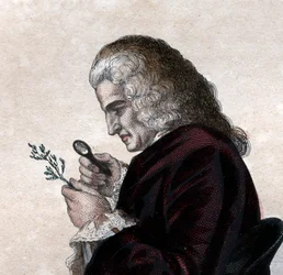 Ritratto di Bernard de Jussieu (1699-1777), naturalista francese