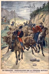 Preparativi per le corride per celebrare il matrimonio del re Alfonso XIII di Spagna. Tori portati a Madrid. In Spagna, preparativi per la corrida reale. I tori da combattimento portati alla Plaza de Madrid. Illustrazione per Le Petit Journal