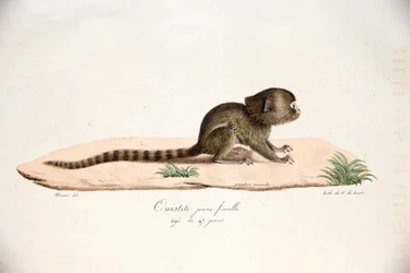 Uistitì pigmeo, da Histoire Naturelle des Mammifères, con figure originali, di Étienne Geoffroy Saint-Hilaire & Frédéric Cuvier, 1824-42