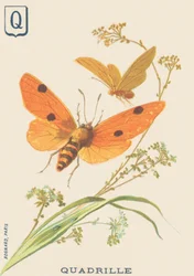 Quadrille (Lithosia quadra o Lithosie quadrille)
