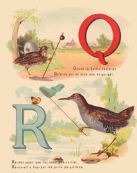 Q: Quaglia, porciglione