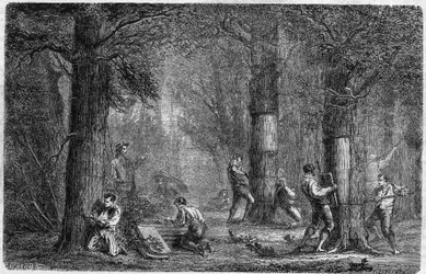 Raccolta della corteccia di quercia da sughero. Incisione in 