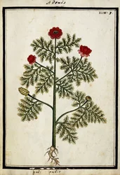 Adone rosso, c.1700