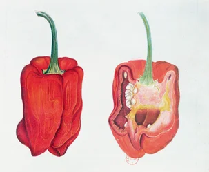 Peperone rosso, tavola botanica