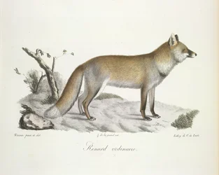 Renard ordinaire. Volpe, da Histoire Naturelle des Mammifères (litografia a colori)
