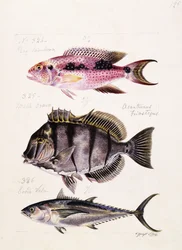 Rey tambova ecc., c.1850
