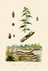 Lappola ruvida, 1833-39