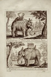 Elefanti reali, da Voyage du Siam des Peres Jesuites di Guy Tachard, 1688