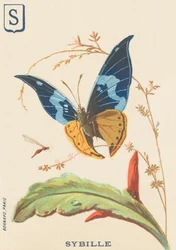 Sibilla