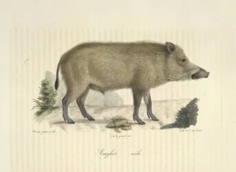 Cinghiale maschio, da 