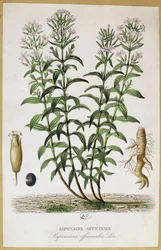 Saponaria officinalis, XIX secolo (incisione a colori)
