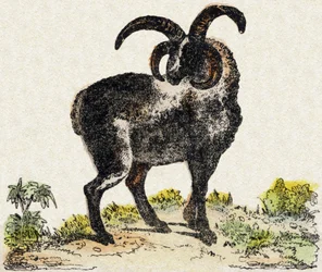 Pecora