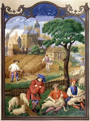 Tosatura delle pecore e raccolta - miniatura, Medioevo