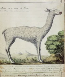 Pecora del Perù (Llama o Alpaca)