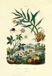 Ragno lucido, 1833-39