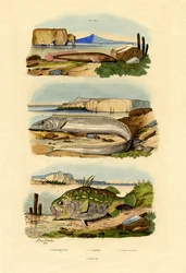 Gobiesocidae