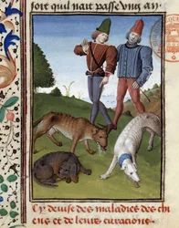 Cani da caccia malati - nel "Libro di Caccia di Gaston Phoebus, Conte di Foix, Signore di Béarn"