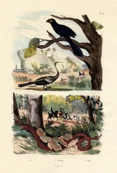 Ani dal becco liscio, 1833-39