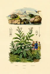 Lumache