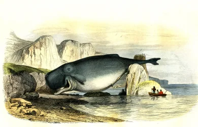 Capodoglio (Physeter macrocephalus) - Tavola estratta da Storia Naturale di Bernard Germain de Lacepede, edizione P.Furme, Parigi