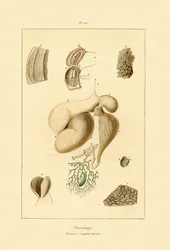 Stomaco