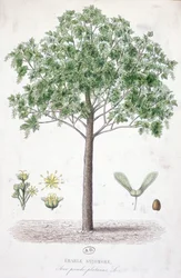 Acero Sicomoro