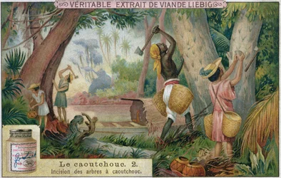 Raccolta della gomma dagli alberi, carta pubblicitaria promozionale per Veritable Extrait de Viande Liebig, fine XIX secolo