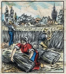 Tessile, lino: agricoltura. Raccolta del lino che viene assemblato in un fascio per essere asciugato. Incisione. Immagine di Epinal fine XIX secolo.