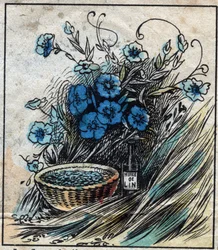 Tessile, lino. Fiore di lino (blu), stelo composto da paglia e filamenti per fare il filo di lino. Semi usati in medicina e da cui si estrae l