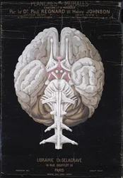 Il cervello, da Planches Murales d