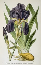 Il fiore dell