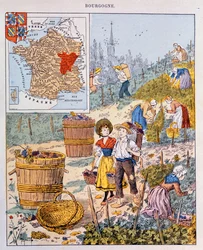 La vendemmia in Borgogna, illustrazione da un libro di testo scolastico, c.1910