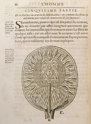 La struttura del cervello, da De Homine Figuris di René Descartes (1596-1650) pubblicato a L