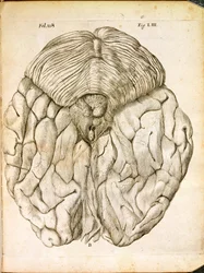 La struttura del cervello, da De Homine Figuris di René Descartes pubblicato a L