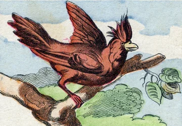 Il cardinale