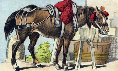 Il cavallo