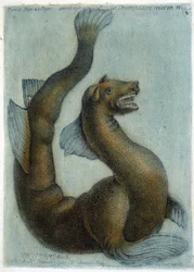 Il cammello marino. Illustrazione di M. Toussaint (1756) in "Osservazioni periodiche sulla fisica, la storia naturale e le arti"