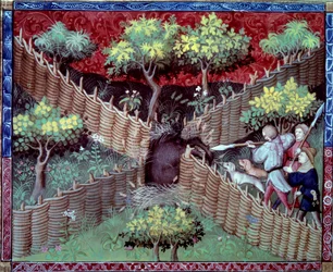 La caccia al cinghiale selvatico tratta dal 