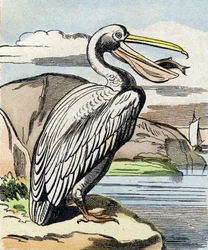 Il pellicano