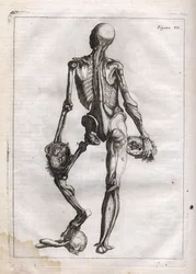 Questa figura può soddisfare la curiosità di coloro che vogliono vedere il corpo spogliato fino alle ossa - incisione in "Abstract Anatomy, accommodated to the arts of painting and sculpture" - "Abrege d
