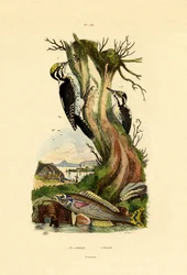 Picchio Tridattilo