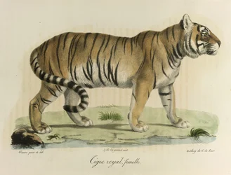 Tigre reale, femmina. Una tigre reale femmina, da Histoire Naturelle des Mammifères