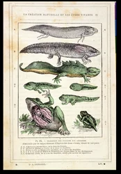 Transizione dei pesci agli anfibi, da un libro del Dr. Rengade, c.1880
