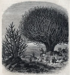 Albero Euphorbo in Africa orientale (Sudan). Incisione di Freeman in 