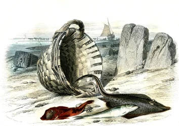 Trigla cuculus, merlano (merlangius merlangus), razza (dipturus batis) - Tavola estratta da Histoire Naturelle di Bernard Germain de Lacepede (1856-1925), edizione P.Furme, Parigi