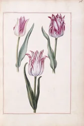 Tulipani, XVIII secolo