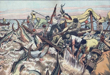 Pesca del tonno in Tunisia: 1925