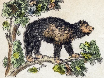 Unau (pigro). Incisione in "Alphabet des animaux sauvages". 9a Serie. Immagini di Epinal, Pellerin, stampatore-editore, circa 1870. Incisioni su legno, stencil. 16 pagine. Dim: 20 x 15 cm. Collezione privata